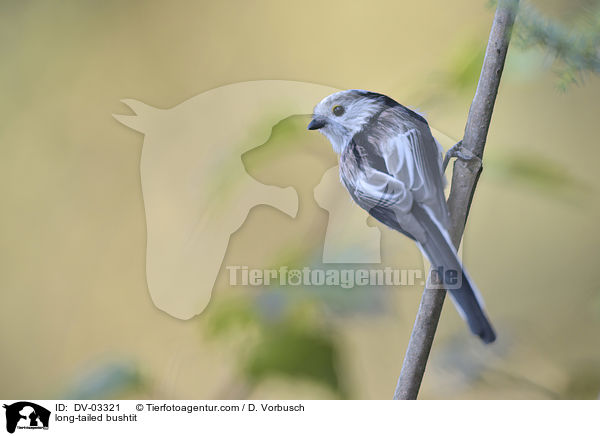 long-tailed bushtit / DV-03321