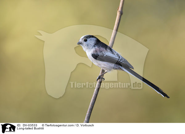 Long-tailed Bushtit / DV-03533