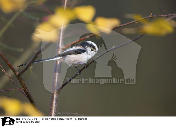 long-tailed bushtit / THA-07776