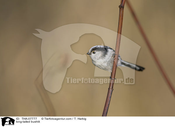 Schwanzmeise / long-tailed bushtit / THA-07777