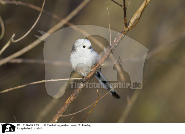 long-tailed bushtit / THA-07779