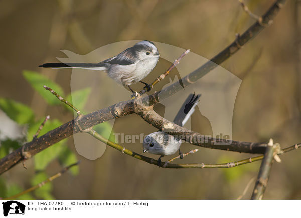 long-tailed bushtits / THA-07780