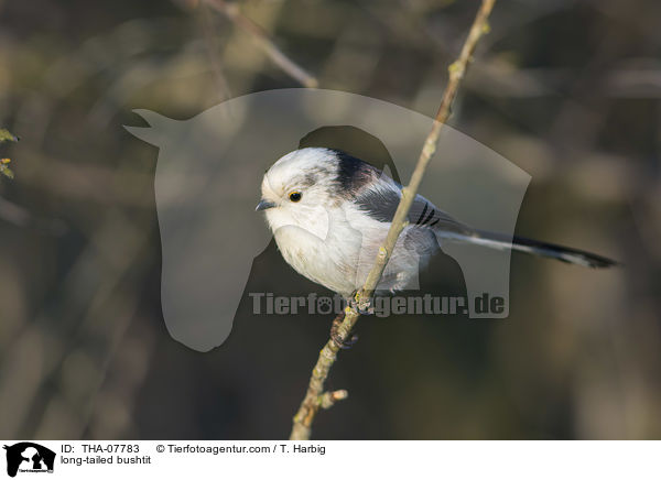 long-tailed bushtit / THA-07783