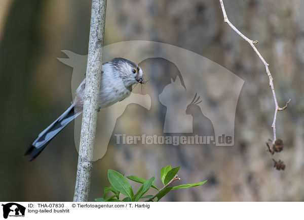 long-tailed bushtit / THA-07830