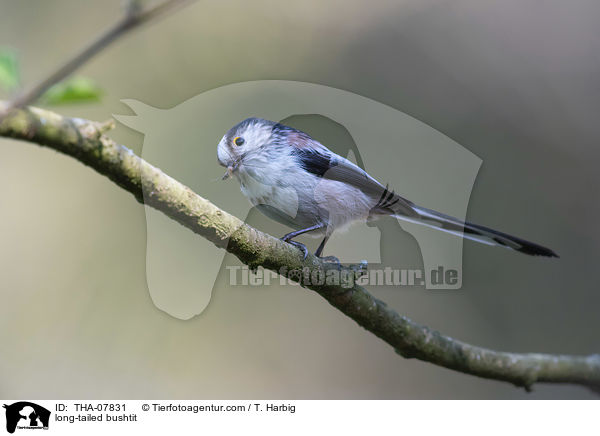 Schwanzmeise / long-tailed bushtit / THA-07831