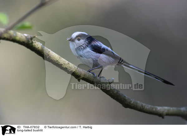 long-tailed bushtit / THA-07832