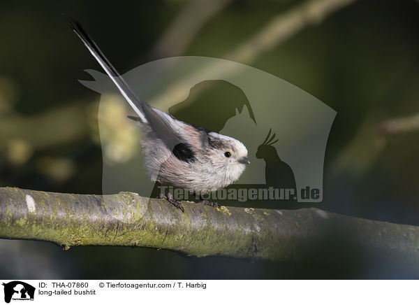 Schwanzmeise / long-tailed bushtit / THA-07860