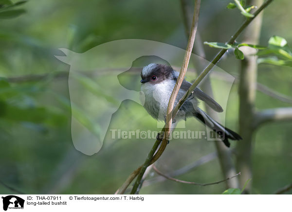 Schwanzmeise / long-tailed bushtit / THA-07911