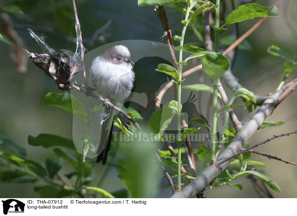 long-tailed bushtit / THA-07912