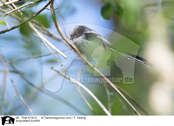 long-tailed bushtit / THA-07913