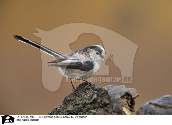 Schwanzmeise / long-tailed bushtit / DV-03793