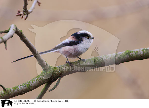 Schwanzmeise / long-tailed bushtit / SO-03290