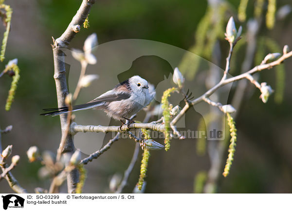 long-tailed bushtit / SO-03299