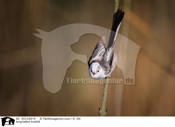 Schwanzmeise / long-tailed bushtit / SO-03614