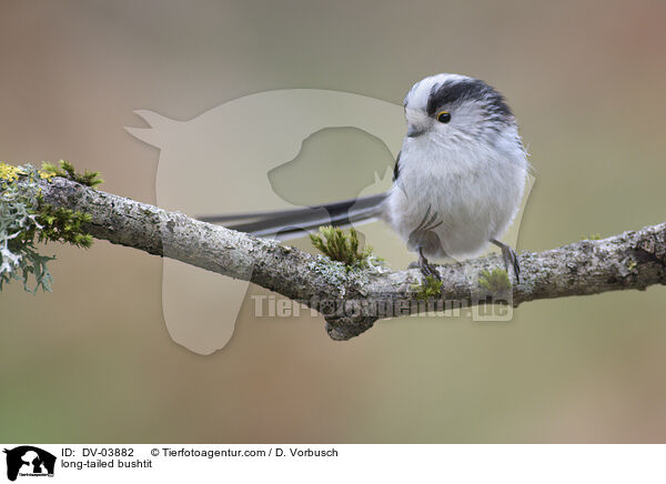 Schwanzmeisen / long-tailed bushtit / DV-03882