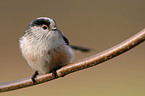 Long-tailed Tit