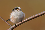 Long-tailed Tit