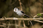 long-tailed tit