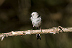 long-tailed tit