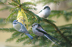 long-tailed tit