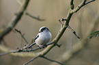 long-tailed tit