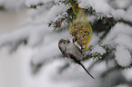 long-tailed tit