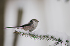 long-tailed tit