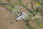 long-tailed tit