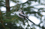 long-tailed tit