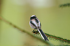 long-tailed tit