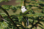 long-tailed tit