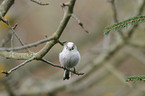 long-tailed tit