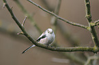 long-tailed tit