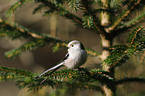 long-tailed tit