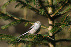 long-tailed tit