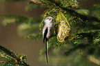 long-tailed tit