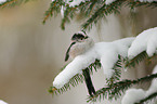 long-tailed tit