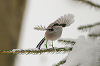 long-tailed tit