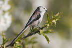 long-tailed tit