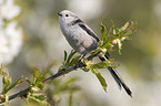 long-tailed tit