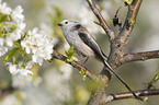 long-tailed tit