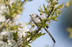 long-tailed tit