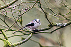 long-tailed tit