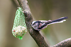 long-tailed tit