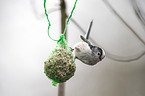 long-tailed bushtit