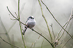 long-tailed bushtit