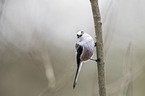 long-tailed bushtit