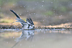 long-tailed bushtit