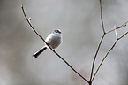 long-tailed bushtit