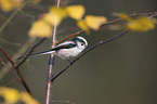 long-tailed bushtit